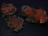 Image of Lamprospora polytrichi