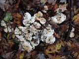 Hygrophorus sordidus image