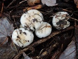 Hygrophorus sordidus image