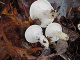Hygrophorus sordidus image