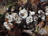 Hygrophorus sordidus image