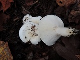 Hygrophorus sordidus image
