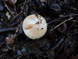 Hygrophorus roseobrunneus image