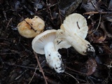 Hygrophorus roseobrunneus image