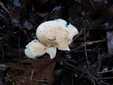 Hygrophorus roseobrunneus image