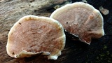 Gloeoporus dichrous image