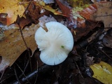 Cuphophyllus borealis image