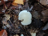Cuphophyllus borealis image