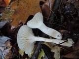 Cuphophyllus borealis image