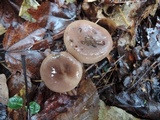 Lactarius mucidus image