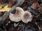 Lactarius mucidus image
