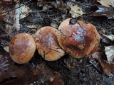 Tricholoma pessundatum image