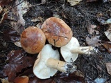 Tricholoma pessundatum image