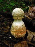 Amanita daucipes image