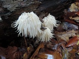 Hericium americanum image