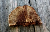 Gloeophyllum trabeum image