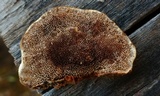 Gloeophyllum trabeum image