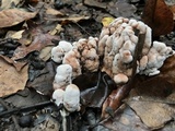 Abortiporus biennis image