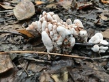Abortiporus biennis image