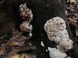Abortiporus biennis image