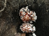 Abortiporus biennis image