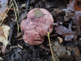 Hygrophorus russula image