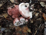 Hygrophorus russula image