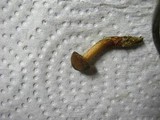 Boletus chrysenteron image