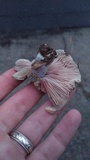 Lactarius chelidonium image