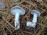 Tricholoma terreum image