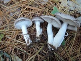 Tricholoma terreum image
