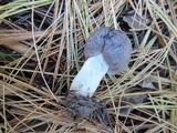 Tricholoma terreum image