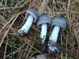 Tricholoma terreum image