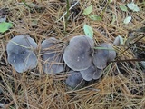 Tricholoma terreum image