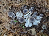 Tricholoma terreum image