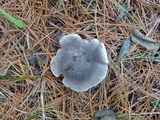 Tricholoma terreum image