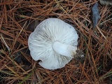 Tricholoma terreum image