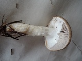 Tricholoma terreum image