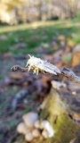 Cordyceps tuberculata image