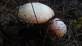 Amanita persicina image