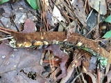 Hydnoporia olivacea image