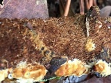 Hydnoporia olivacea image