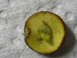Boletus chrysenteron image