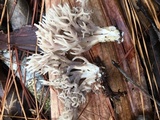 Clavulina cinerea image