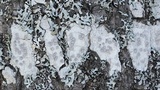 Lecanora albella image