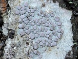 Lecanora albella image