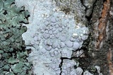 Lecanora albella image