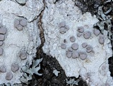 Lecanora albella image