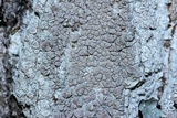 Lecanora albella image