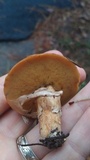 Suillus cothurnatus image